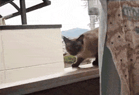 cat-jumps-off-ledge